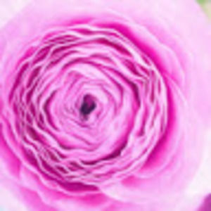 Meet your Posher, Tracy lynne